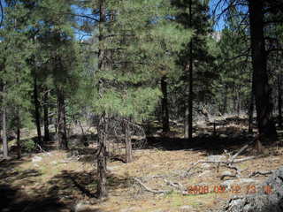 horses on the way to Pine Valley, Utah