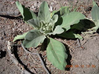 plant seen hiking at Pine Valley, Utah