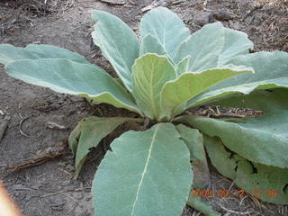 fuzzy plant seen while hiking at Pine Valley, Utah