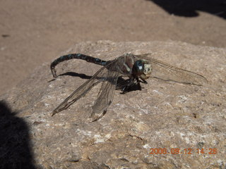 Dragonfly - hiking at Pine Valley, Utah