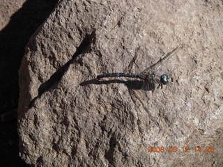 Dragonfly - hiking at Pine Valley, Utah