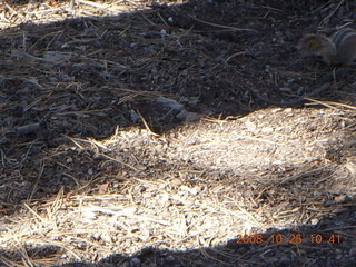 Bryce Canyon chipmunk in shadow
