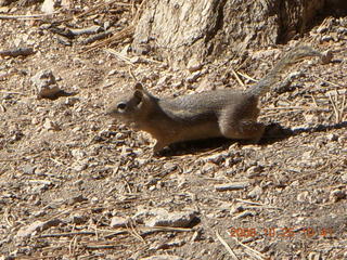 183 6nr. Bryce Canyon chipmunk