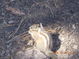 184 6nr. Bryce Canyon chipmunk