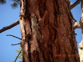 Bryce Canyon chipmunk in tree