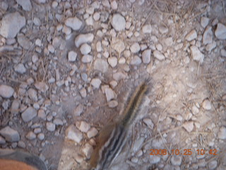 Bryce Canyon chipmunk near my foot