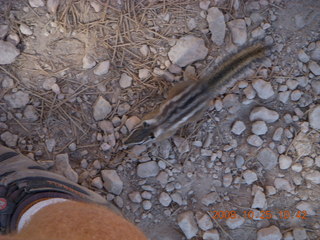 Bryce Canyon chipmunk near my foot