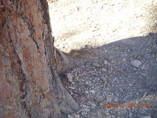 Bryce Canyon chipmunk