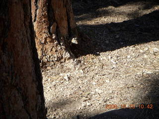 190 6nr. Bryce Canyon chipmunk