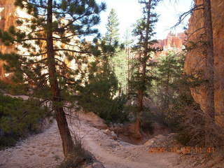 Bryce Canyon chipmunk