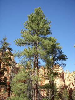 244 6nr. Bryce Canyon - Peek-A-Boo loop