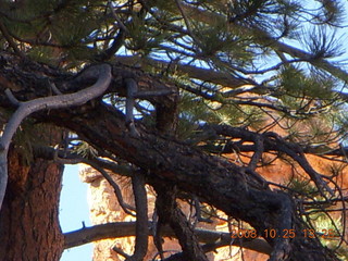 260 6nr. Bryce Canyon - Peek-A-Boo loop