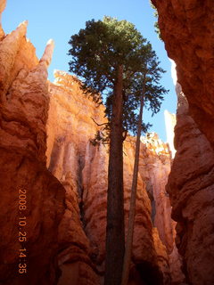 Bryce Canyon - tall trees - Navajo loop trail
