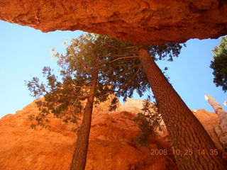 317 6nr. Bryce Canyon - tall trees - Navajo loop trail