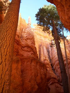 318 6nr. Bryce Canyon - tall tree - Navajo loop trail