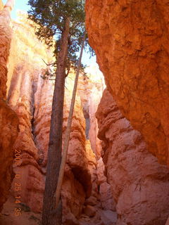 319 6nr. Bryce Canyon - tall tree - Navajo loop trail