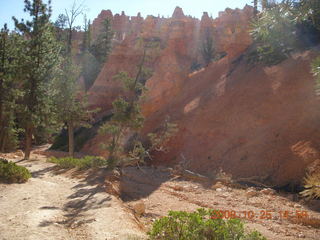 Bryce Canyon - tall trees - Navajo loop trail