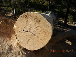 360 6nr. Bryce Canyon - cut tree section - Queens Garden trail