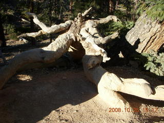 361 6nr. Bryce Canyon - Queens Garden trail