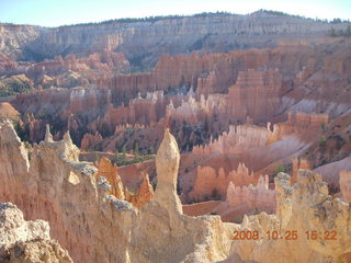 Bryce Canyon - cut tree section - Queens Garden trail