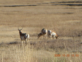 375 6nr. Bryce Canyon - pronghorn antelope, mule deer