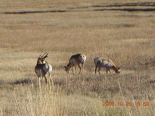 376 6nr. Bryce Canyon - pronghorn antelope, mule deer