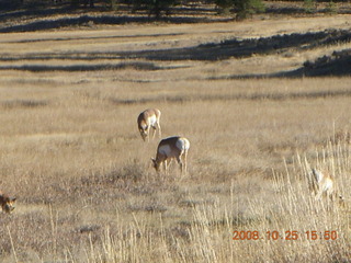 377 6nr. Bryce Canyon - pronghorn antelope, mule deer