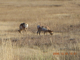 378 6nr. Bryce Canyon - pronghorn antelope, mule deer