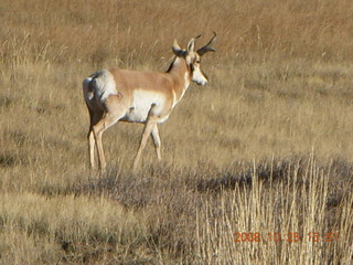 Bryce Canyon - pronghorn antelope, mule deer
