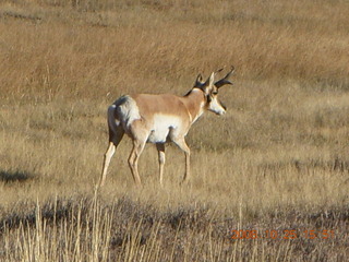380 6nr. Bryce Canyon - pronghorn antelope, mule deer