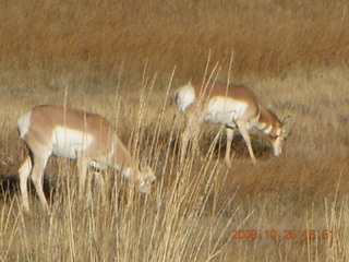 381 6nr. Bryce Canyon - pronghorn antelope, mule deer