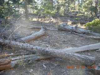 386 6nr. Bryce Canyon - fallen trees at south end