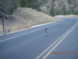 425 6nr. Bryce Canyon - wild turkeys