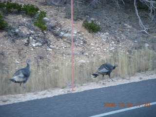 426 6nr. Bryce Canyon - wild turkeys