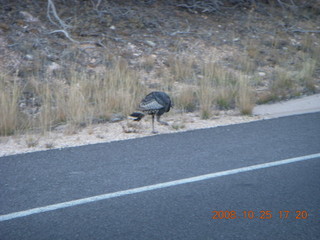 427 6nr. Bryce Canyon - wild turkey