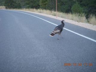 428 6nr. Bryce Canyon - wild turkey