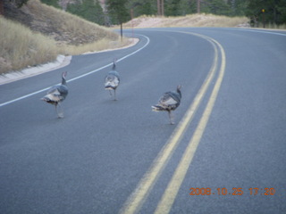 429 6nr. Bryce Canyon - wild turkeys