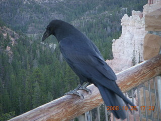 435 6nr. Bryce Canyon - raven