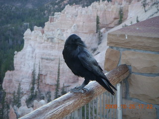 436 6nr. Bryce Canyon - raven and hoodoos