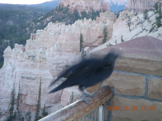 437 6nr. Bryce Canyon - raven and hoodoos
