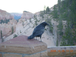 438 6nr. Bryce Canyon - raven and hoodoos