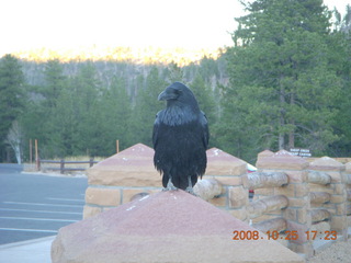 440 6nr. Bryce Canyon - raven and trees