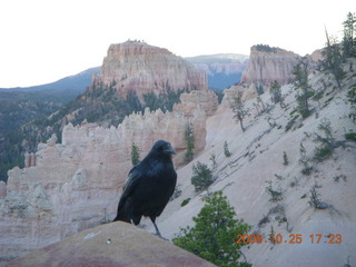 441 6nr. Bryce Canyon - raven and rock scenery