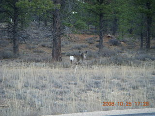 445 6nr. Bryce Canyon - mule deer
