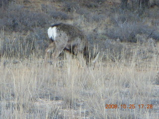 446 6nr. Bryce Canyon - mule deer