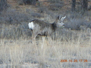 447 6nr. Bryce Canyon - mule deer