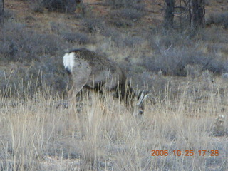 448 6nr. Bryce Canyon - mule deer