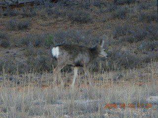 449 6nr. Bryce Canyon - mule deer