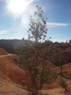 117 6ns. Bryce Canyon - Tower Bridge trail from sunrise