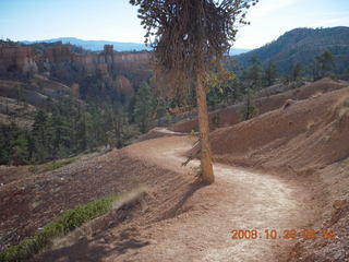 133 6ns. Bryce Canyon - Tower Bridge trail from sunrise